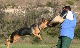 Chó nhà là thủ phạm chính truyền bệnh dại