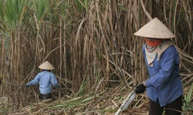 Đường ế, tại ai?