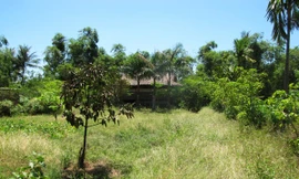 Ngập chìm trong cỏ hoang