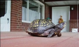 Tình cờ gặp lại 'bạn' rùa sau 47 năm thất lạc