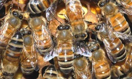 Đường cao tốc ngừng hoạt động vì… ong