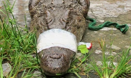 Thót tim truy bắt cá sấu sổng chuồng