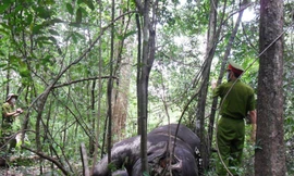 Con voi đực bị lấy mất một phần xương mặt