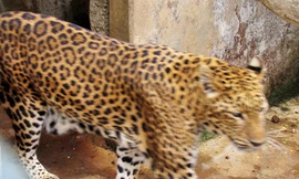 Phát hiện hai con báo trú ẩn trong lùm cây sân bay