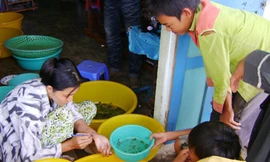 Trẻ em nghèo ven biển Bạc Liêu mò cua con để bán cho trại giống kiếm tiền