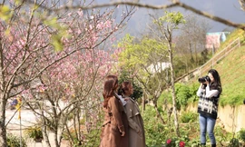 Rừng hoa đào được giới trẻ 'săn lùng' dịp 8/3