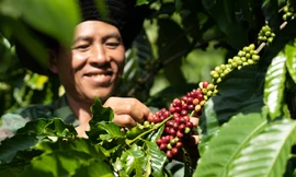 Nestlé thúc đẩy nền nông nghiệp phát thải thấp qua mô hình nông nghiệp tái sinh