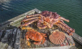 Giới nhà giàu Việt bạo chi mua hải sản Na Uy