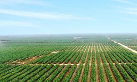 HAG trước nguy cơ bị huỷ niêm yết: Thiệt hại về ai?