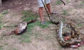 Tá hỏa trăn 22 kg nuốt nguyên con dê 25 kg ở Quảng Nam