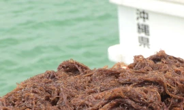 Tảo nâu Mozuku vùng Okinawa kích hoạt “sự tự chết của tế bào” Apoptosis