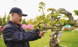 Cư dân Vinhomes thích thú tìm hiểu các tác phẩm bonsai được trưng bày