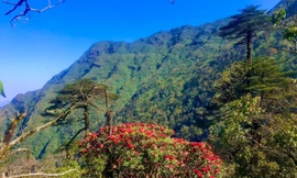 Lên đỉnh Fansipan mùa tháng 4 để ngắm ngàn hoa khoe sắc 