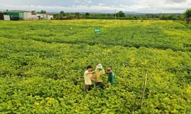 Vinasoy được vinh danh 'Doanh nghiệp tiên phong trong quản lý tài nguyên bền vững' 