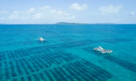 Khám phá những điều kỳ diệu chỉ có ở Fucoidan UMI NO SHIZUKU