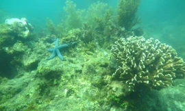 KDI Holdings đầu tư 15 tỷ đồng tái sinh san hô tại Nha Trang