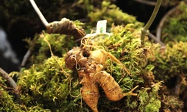 Ninh Bình có Showroom Sâm Ngọc Linh Kon Tum K5