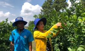 “Quả ngọt” từ Quỹ hỗ trợ cộng đồng David Dương