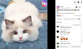 Khám phá Yêu Lu – Fanpage triệu like dành cho những người đam mê thú cưng