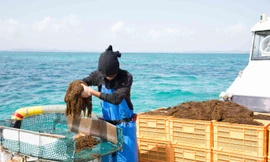 Khả năng chống oxy hóa và các gốc tự do của Fucoidan Okinawa