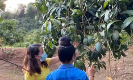 Xoài Sơn La lên sàn thương mại điện tử Postmart.vn