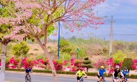 Hoa gì trồng ở đường Võ Nguyên Giáp của Bình Thuận khiến dân mạng phát sốt?