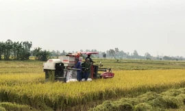 Cơ giới hóa khâu cấy lúa giúp giảm sâu bệnh, nâng cao năng suất, tăng thu nhập