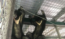 Vinpearl Safari hồi sinh thần kỳ cho gấu ngựa