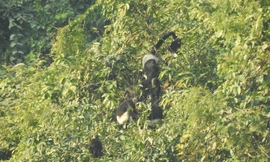 Đàn voọc mông trắng quý hiếm ở mỏ khai thác đá