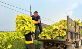 Hướng đến phát triển bền vững về xã hội và môi trường nhờ vào giải pháp dựa vào thiên nhiên