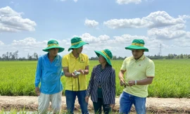 Cán bộ kỹ thuật Đạm Cà Mau hướng dẫn cho bà con vùng hạn mặn