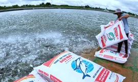 Sao Mai Super Feed cùng 'Hành trình xanh - Giá trị xanh'