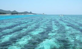 Fucoidan - giải pháp đột phá trong lĩnh vực chăm sóc sức khỏe cho bệnh nhân ung thư