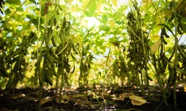 Luân canh đậu nành – Giải pháp '3 trong 1' cho sản xuất nông nghiệp bền vững