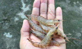 Giải pháp giảm kháng sinh, giúp tôm xuất khẩu thuận lợi 