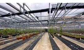 Giải mã hiện tượng hoa lan đột biến có giá trị hàng chục tỉ đồng