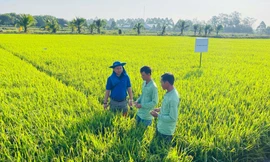 Chia sẻ từ chuyên gia: Incipio® 200SC - Giải pháp công phá tính kháng sâu cuốn lá lúa