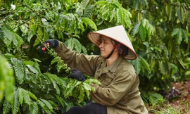 Báo cáo ngành cà phê Coffee Barometer 2023: Nestlé đứng đầu về phát triển bền vững 