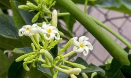 Hoa đu đủ đực là dược liệu quý, tốt cho phổi, giúp trị ho hiệu quả. Ảnh: Flower Drops