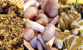 Bảo vệ sức khỏe trong 'mùa bệnh' cùng fucoidan