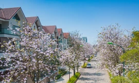 Rừng ban bung sắc tại Ciputra Hanoi