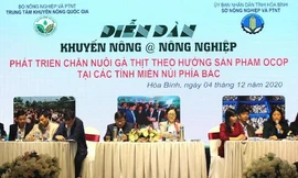 Chăn nuôi gà thịt theo hướng sản phẩm OCOP ở các tỉnh miền núi phía Bắc