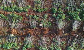 Thay giống mới, đổi cách làm - nông dân trồng khoai mì tăng gấp đôi năng suất