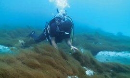 Giải mã bí mật về tảo nâu Okinawa