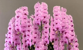 Lan Hồ Điệp Đà Lạt lo không đủ cung ứng thị trường trước ngày 20/10