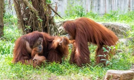 Gặp gỡ những “gương mặt” quý hiếm tại Vinpearl Safari