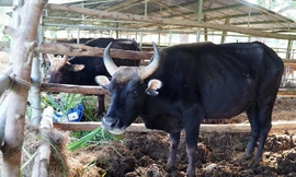 Đàn bò tót ốm trơ xương đã hồi phục