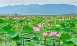 Vụ sân đua bò ở rừng tràm Trà Sư: Chủ đầu tư đề xuất sẽ thay thế trồng sen