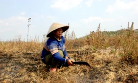 Bất lực trước khô hạn?