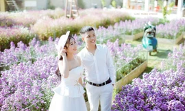 Rộn ràng mùa cúc hoạ mi giữa lòng thành phố Thanh Hoá